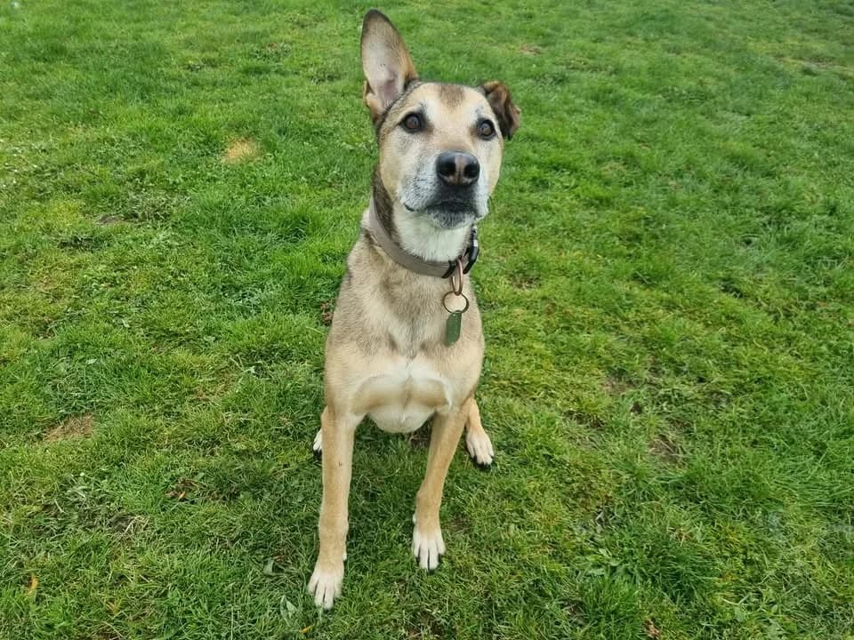 SASKA, male Mixed Breed for adoption at SPA Montluçon, Montlucon