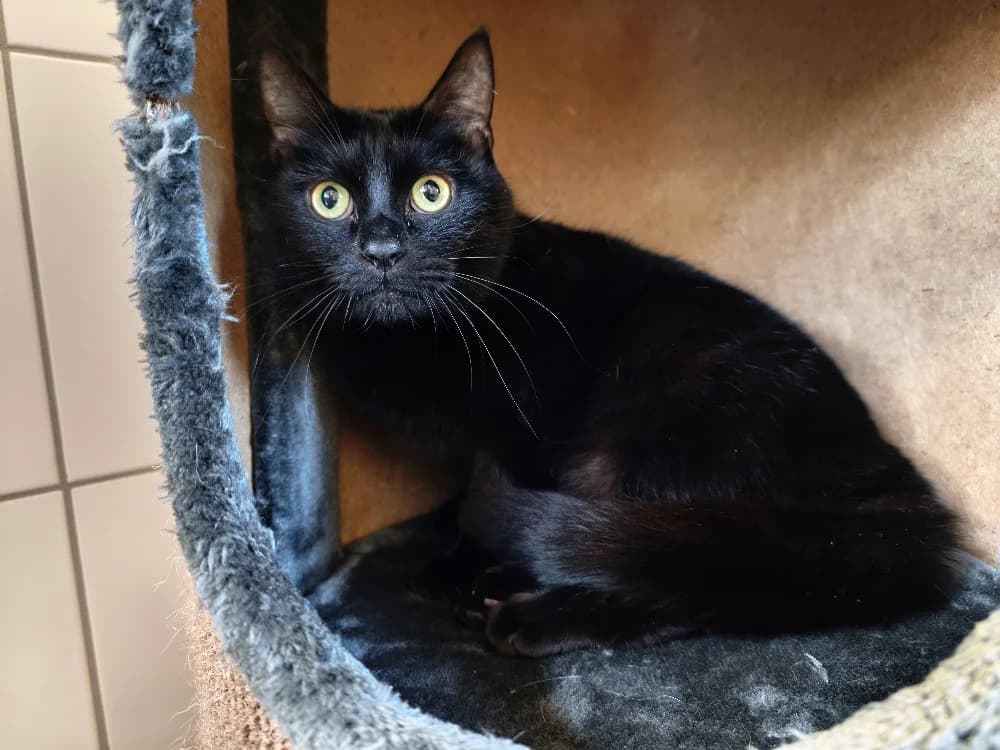 HADES, male mixed breed for adoption at SPA Montluçon, Montlucon