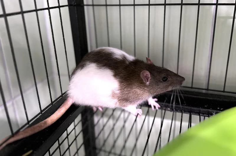 FALE, female mixed breed for adoption at Jean Leriche), Moree