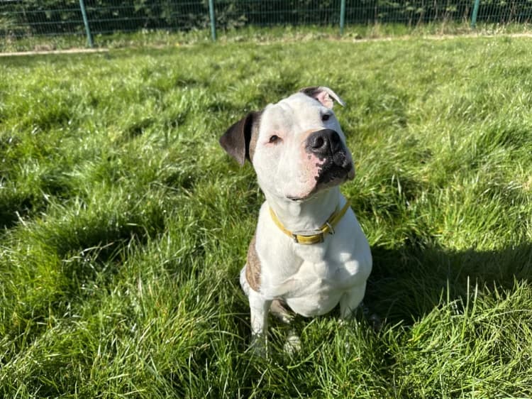 JOEY, male 6yo French Bulldog for adoption at Jean Leriche), Moree
