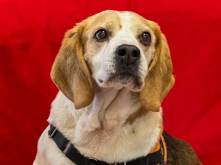 IRON, male senior Beagle for adoption at Jean Leriche), Moree