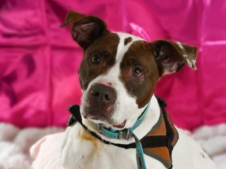 MILA, female American Staffordshire Terrier for adoption at Jean Leriche), Moree