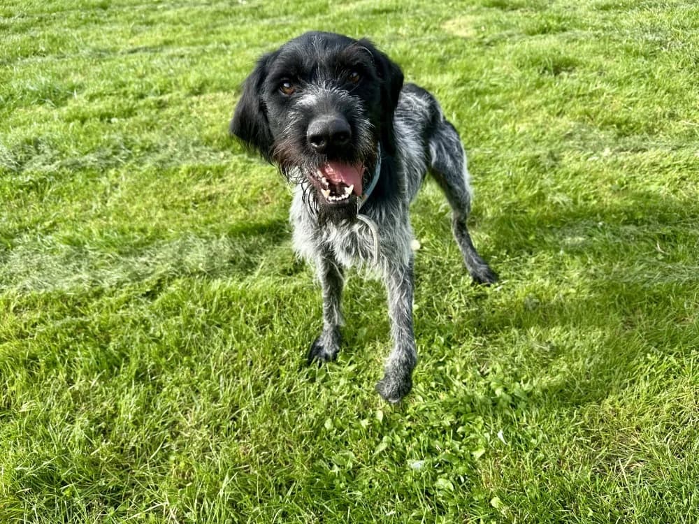 GRIMMY, male young mixed breed for adoption at Jean Leriche), Moree