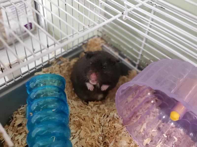 FACETTE, female mixed breed for adoption at Jean Leriche), Moree