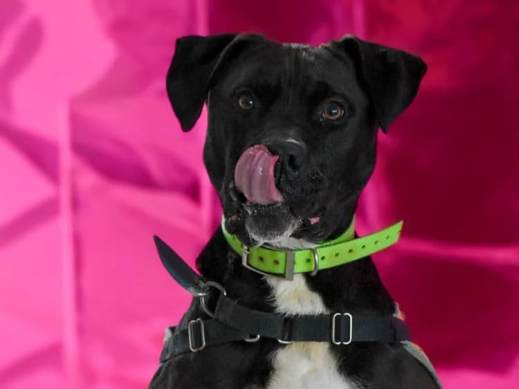 MAKI, male 6yo Mixed Breed for adoption at Jean Leriche), Moree