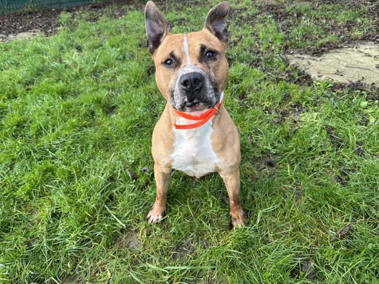 DIABOLO, male mixed breed for adoption at Jean Leriche), Moree