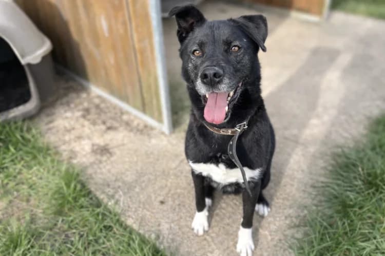 NARCO, male senior Husky for adoption at Jean Leriche), Moree