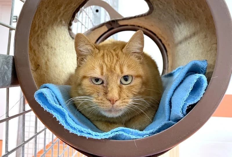 ROCCIO, female mixed breed for adoption at Jean Leriche), Moree