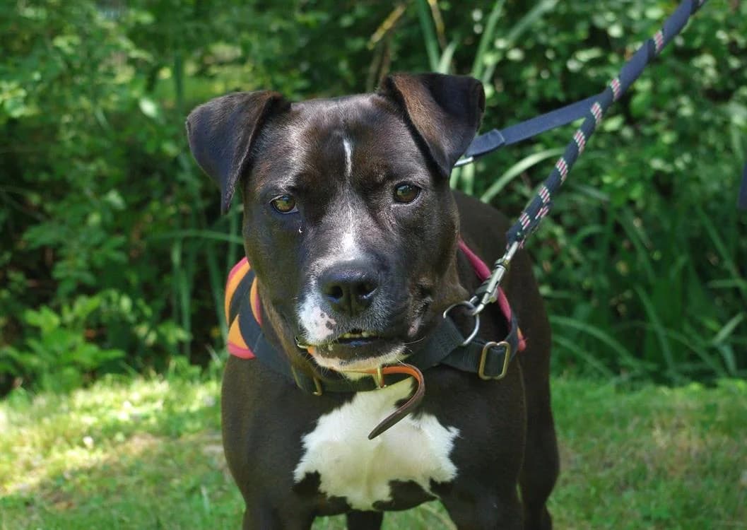TONIE, female mixed breed for adoption at Jean Leriche), Moree