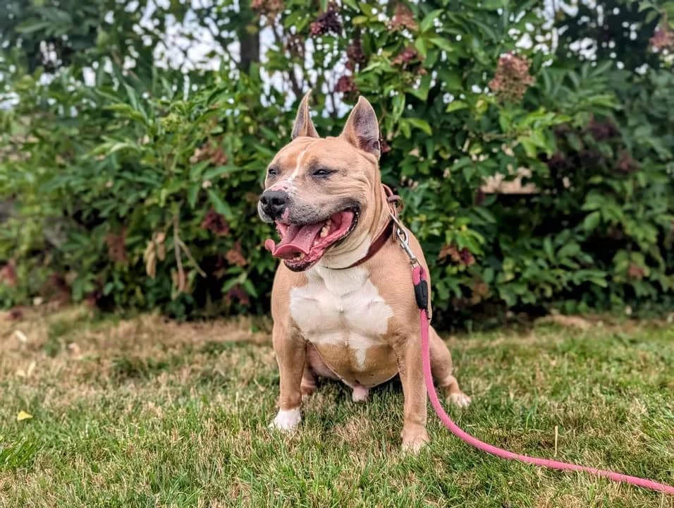 TITI, male American Staffordshire Terrier for adoption at Jean Leriche), Moree