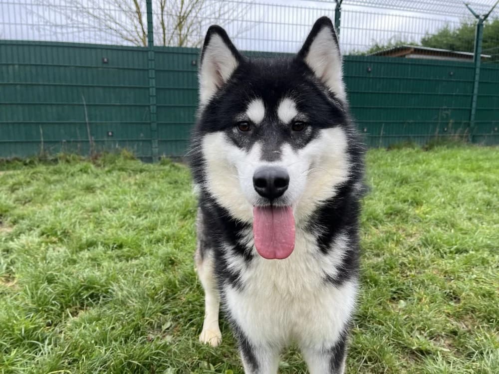 ACE, male 7yo Alaskan Malamute for adoption at Jean Leriche), Moree