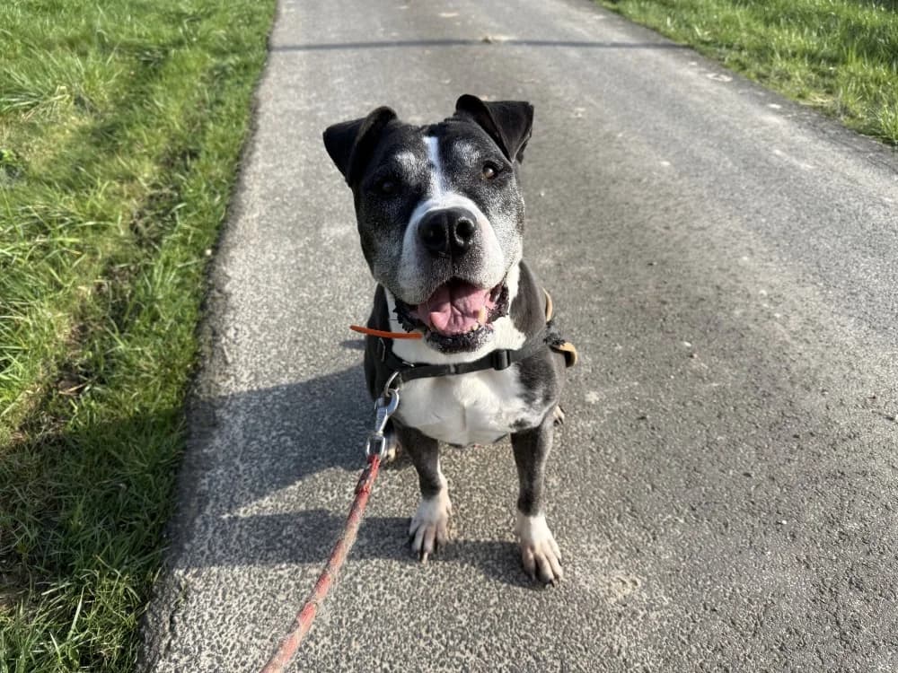 JOKE, male Presa Canario for adoption at Jean Leriche), Moree