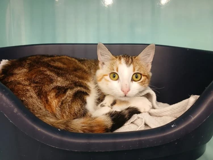 ZOE, female mixed breed for adoption at Jean Leriche), Moree