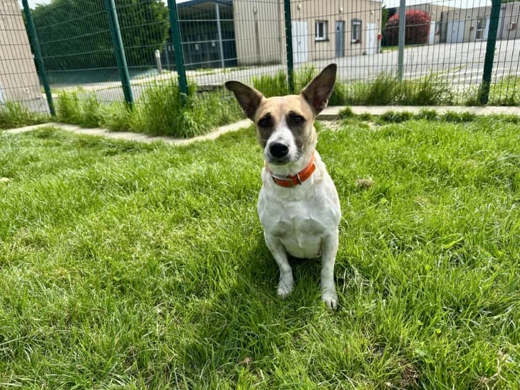 COQUILLAGE, female Basset Hound for adoption at Jean Leriche), Moree