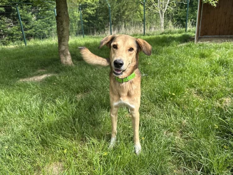 POLLUX, male Mixed Breed for adoption at Jean Leriche), Moree