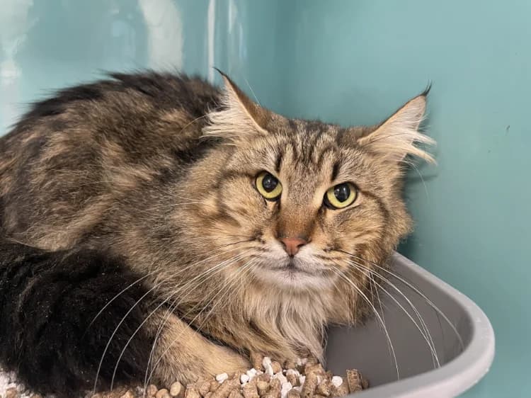 SIMBA, male mixed breed for adoption at Jean Leriche), Moree