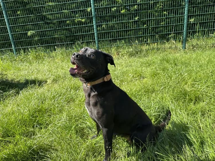 TINA, female young Mixed Breed for adoption at Jean Leriche), Moree