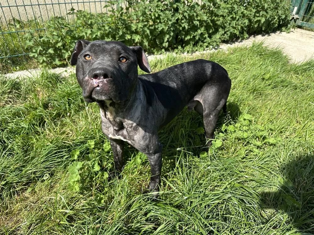 POULPY, male young mixed breed for adoption at Jean Leriche), Moree