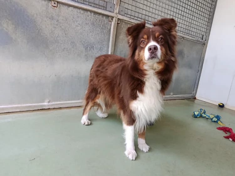 MADISON, female senior Australian Shepherd for adoption at Jean Leriche), Moree