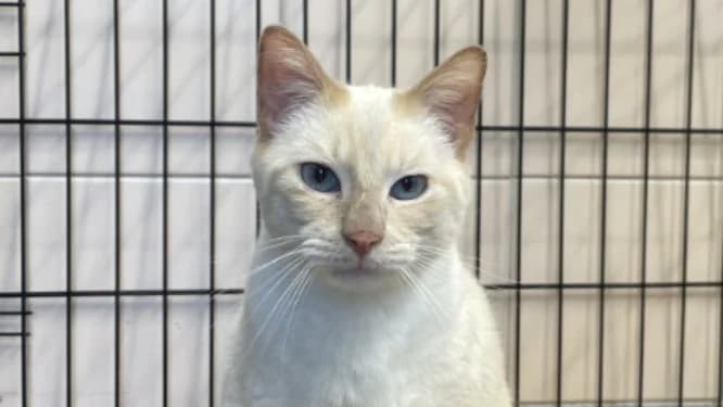 BLANCO, male 7yo Mixed Breed for adoption at Jean Leriche), Moree