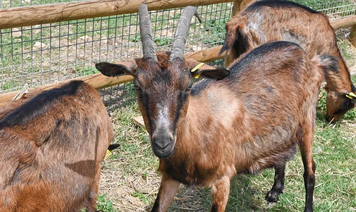 FESTIVAL, female mixed breed for adoption at SPA Perpignan, Perpignan