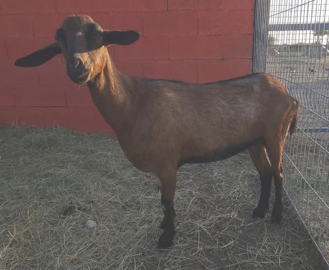 Mae, female mixed breed for adoption at SPA Perpignan, Perpignan