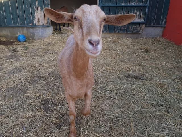 Alienor, female mixed breed for adoption at SPA Perpignan, Perpignan