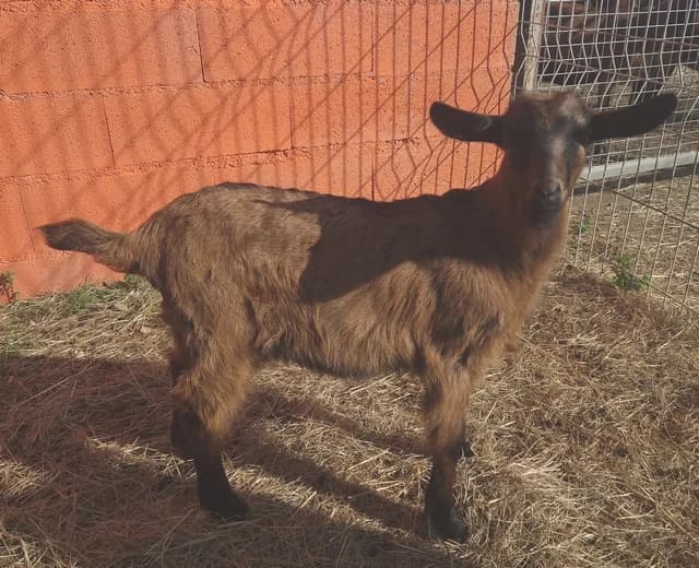 Hugo, male mixed breed for adoption at SPA Perpignan, Perpignan