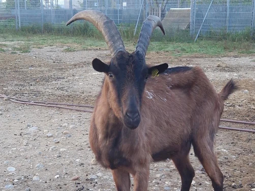 Merix, male mixed breed for adoption at SPA Perpignan, Perpignan