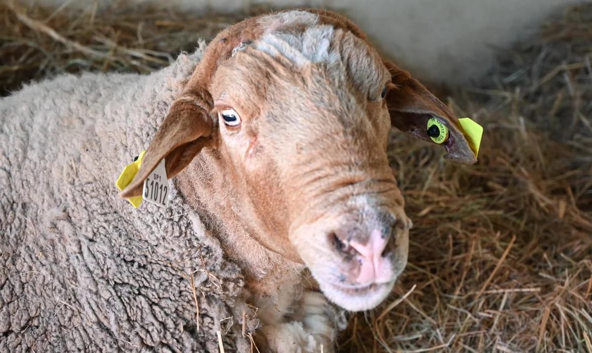 JIMMY, male mixed breed for adoption at SPA Perpignan, Perpignan