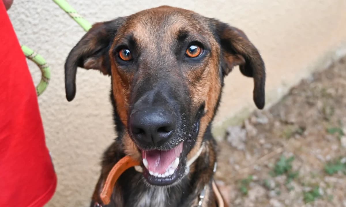 YUJI, male Mixed Breed for adoption at SPA Perpignan, Perpignan
