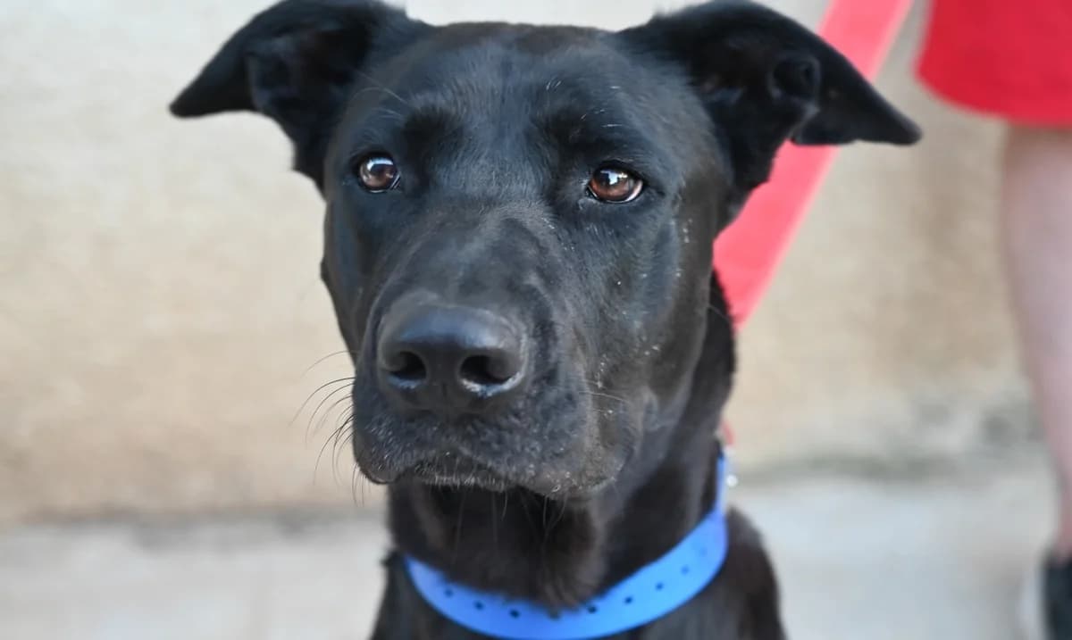 MOON, female Cane Corso for adoption at SPA Perpignan, Perpignan