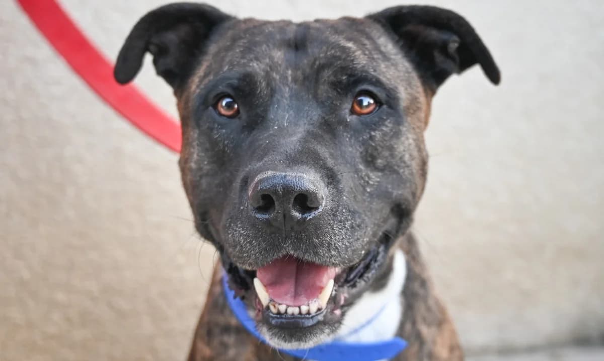 REX, male mixed breed for adoption at SPA Perpignan, Perpignan