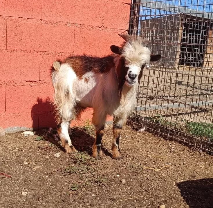 MAROILLES, male mixed breed for adoption at SPA Perpignan, Perpignan