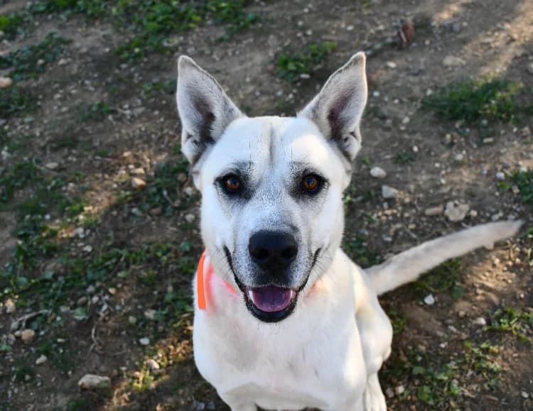 Thor, male Husky for adoption at SPA Perpignan, Perpignan