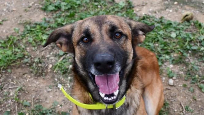 Rocky, male Mixed Breed for adoption at SPA Perpignan, Perpignan