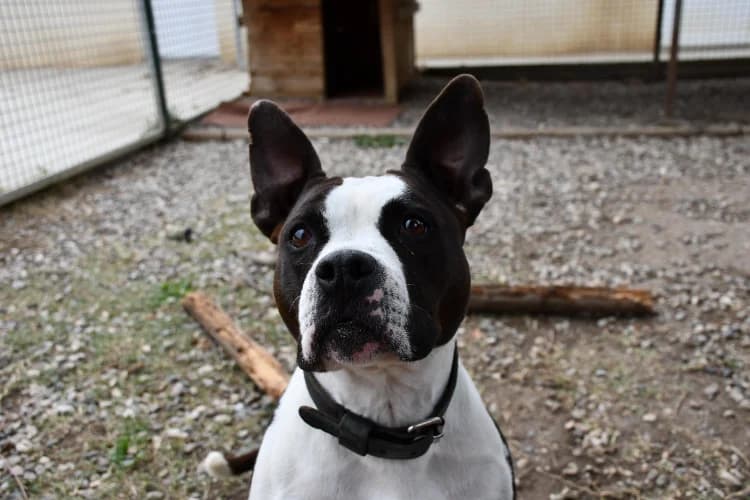 SCARLA, female mixed breed for adoption at SPA Perpignan, Perpignan