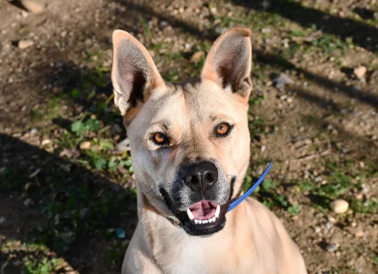 jumpy, male Mixed Breed for adoption at SPA Perpignan, Perpignan
