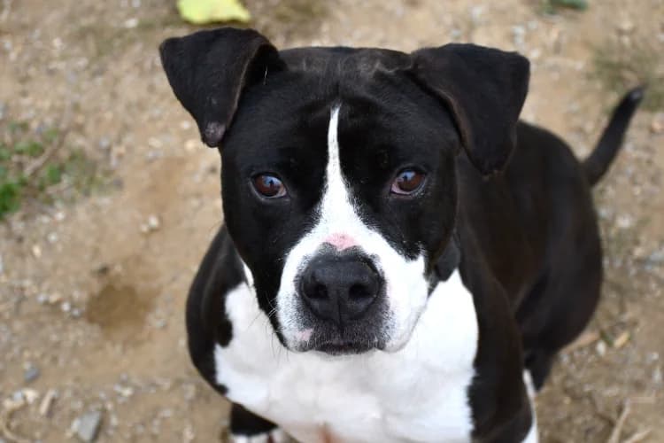 TITHAN, male American Staffordshire Terrier for adoption at SPA Perpignan, Perpignan