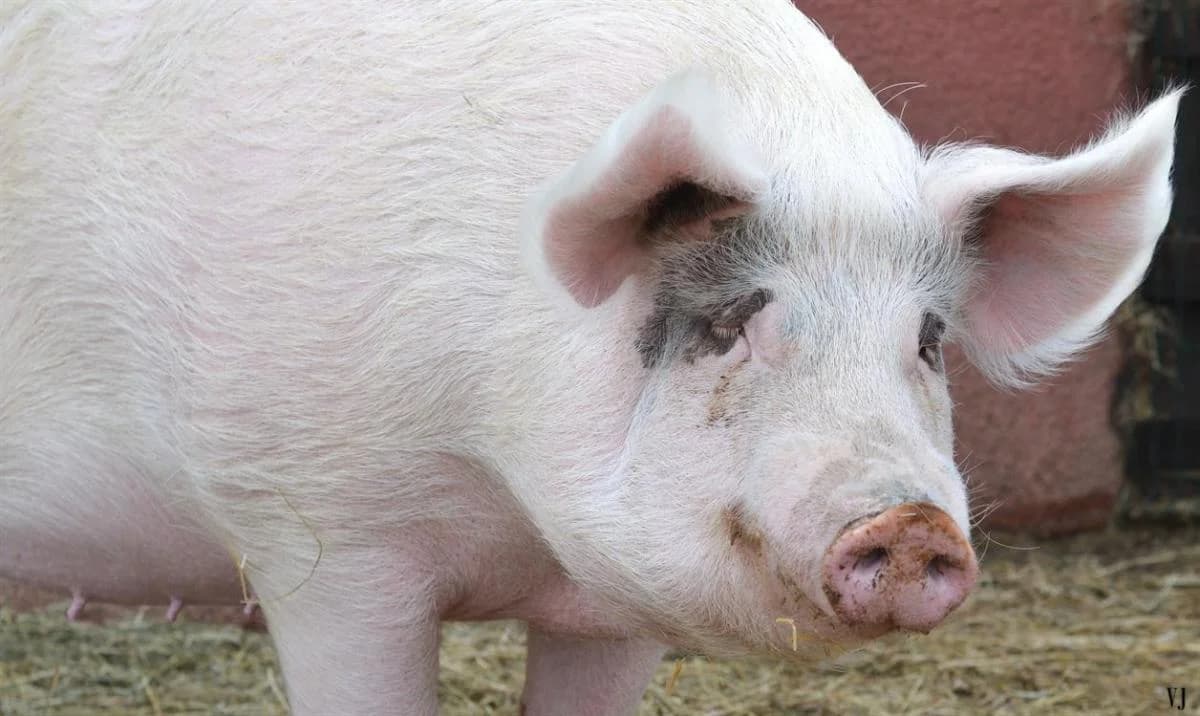 CHLOE, female mixed breed for adoption at SPA Perpignan, Perpignan