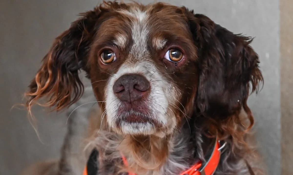 SAMY, male Brittany Spaniel for adoption at SPA Perpignan, Perpignan
