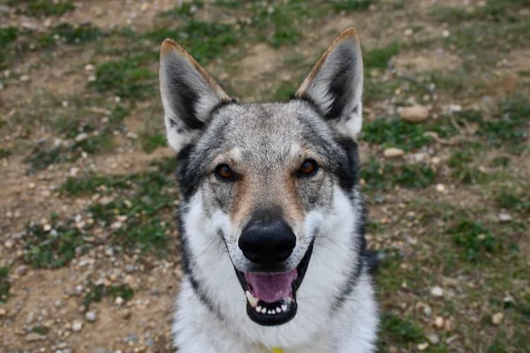 Reaper, male mixed breed for adoption at SPA Perpignan, Perpignan