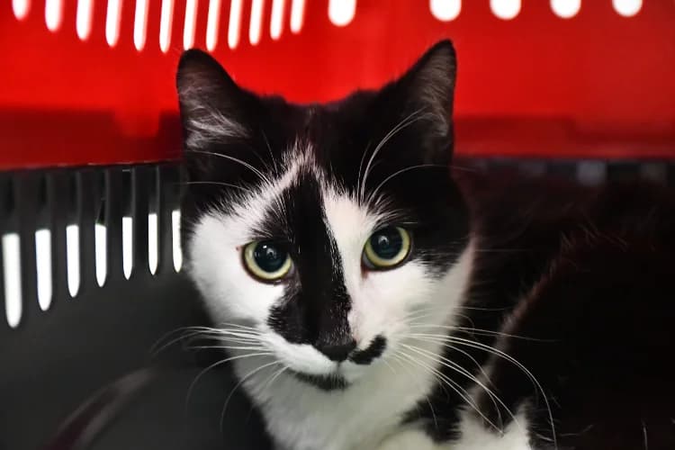 LINDT, male mixed breed for adoption at SPA Perpignan, Perpignan