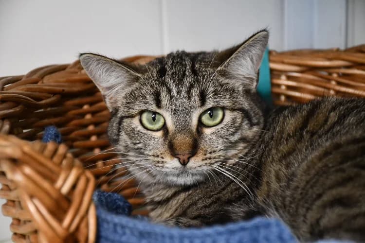 Limba, female mixed breed for adoption at SPA Perpignan, Perpignan