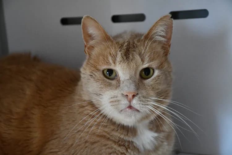 Speedy (FIV), male mixed breed for adoption at SPA Perpignan, Perpignan