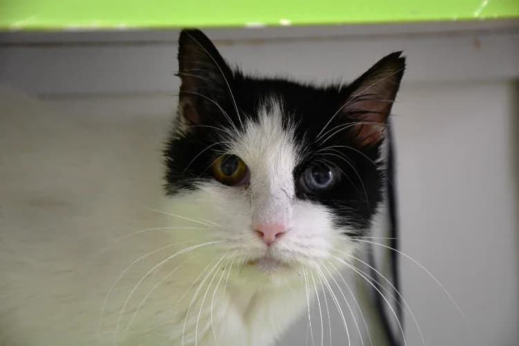 Tomy, male mixed breed for adoption at SPA Perpignan, Perpignan