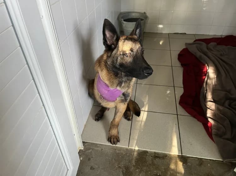 Diego, male Belgian Malinois for adoption at SPA Perpignan, Perpignan