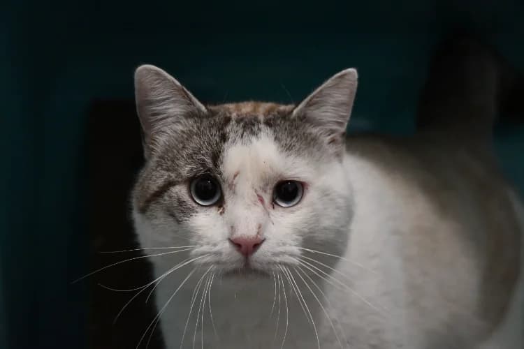 Pixel (FIV), male mixed breed for adoption at SPA Perpignan, Perpignan