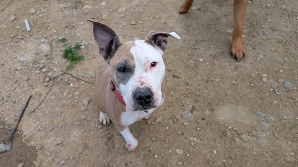o layka, female American Staffordshire Terrier for adoption at SPA Perpignan, Perpignan