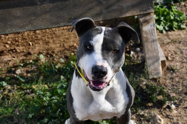 Max, male Mixed Breed for adoption at SPA Perpignan, Perpignan